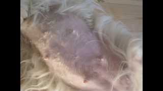 Full of puppy life in the stomach 53 days of pregnancy  Coton de Tulear [upl. by Wurtz35]