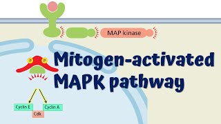 MAPK Signaling Pathway  Animated Explanation [upl. by Lichtenfeld]