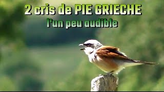 PIE GRIECHE ECORCHEUR 2 cris différents [upl. by Hersch]