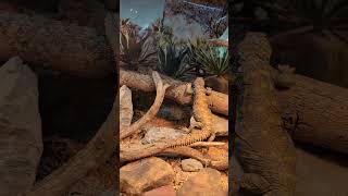 Beautiful Uromastyx uromastyx lizard reptiles petreptile [upl. by Atinaujnas698]