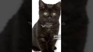 It wrongblackcatsmatter [upl. by Mahsih982]