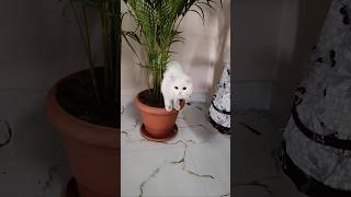 Bishi playing with plant ☘️😻🥰likeforlikes 🌵 [upl. by Yesnyl197]