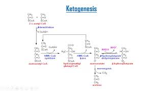 Ketone bodies metabolism [upl. by Chandless]