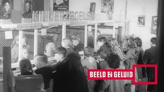 Kinderpostzegelactie 1951 [upl. by Gnoht552]