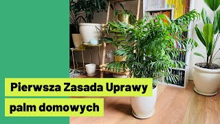 Jak uprawiać palmy doniczkowe Pierwsza Zasada Uprawy Palm 🌴 [upl. by Narayan]