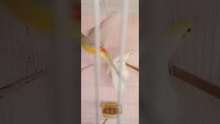 quotCute Lutino Cockatiel Meets Colorful RedRumped Parrot in Cage Adorable Bird Interactionquot [upl. by Marr932]