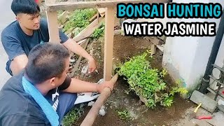 BONSAI HUNTING WATER JASMINE 🌳 [upl. by Sybil]