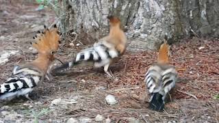 Hoopoes feeding in Mallorca [upl. by Edmea]