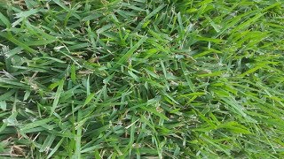 RESULTS  Rhizomatous Tall Fescue Lawn Renovation  The Grass Factor [upl. by Raye]