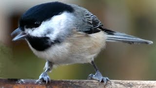 Chickadee bird song  call  sounds  Carolina [upl. by Isaiah708]