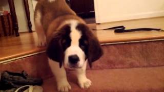 Watson St Bernard puppy first attempt at the stairs [upl. by Ochs920]