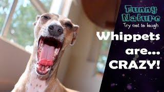 Whippet compilation  Whippet is the new Shibe  Funny Nature [upl. by Oniuqa]