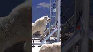 Mountain Goats Getting Into Everything on Mount Blue Sky in Colorado [upl. by Adnot]