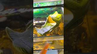 Fish slipper Dont match 🧐New Viral Gadgets Smart Appliances Kitchen Utensils Home shorts [upl. by Autrey]