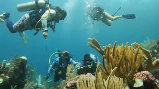 Dive of oddities  Bearded toadfish burrfish scorpionfish snakelike eel [upl. by Reinwald567]