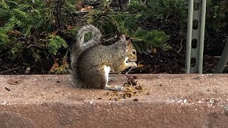 Squirrel  Disney Springs [upl. by Vincelette]