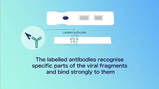 How lateral flow testing for COVID19 works [upl. by Neitsirhc691]