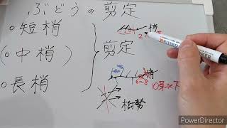 やってみよう！ぶどうの剪定 初心者向け基本のき・座学編★ベランダガーデン短梢剪定と長梢剪定  次回は実践編で、デラウエア、巨峰、ピオーネの剪定です [upl. by Caralie547]