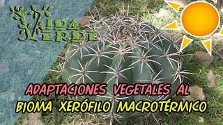 Adaptaciones de las plantas al BIOMA XERÓFILO MACROTÉRMICO [upl. by Zennie]