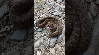 The harmless Rhombic EggEater Dasypeltis scabra showing off its impressive threat display [upl. by Jat]