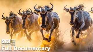 The Great Wildebeest Migration  Full Series  Wild Animals Documentary 4K with Calming Music [upl. by Maze]