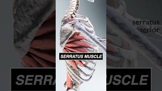 This is what your SERRATUS looks like moving the scapula 3d anatomy muscle medical [upl. by Doersten]