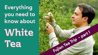 CHINESE WHITE TEA  Everything you need to know FUJIAN TEA TRIP PART 1 [upl. by Dailey]