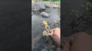 Catching cute frogs frogs escape from frog hunters 🐸 funny funnyvideo [upl. by Pauline301]