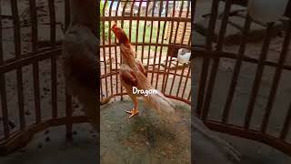 Plucker short ayam ayamjago ayamjantan pecintaayam ternakayam ayamimport youtubeshorts [upl. by Ansela]