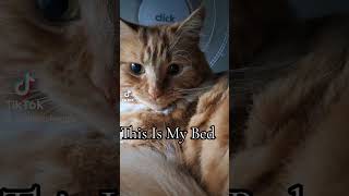 Pickles and Poomes cat gingercat floofycat funny short pets funnycat catsofyoutube catlover [upl. by Beasley]