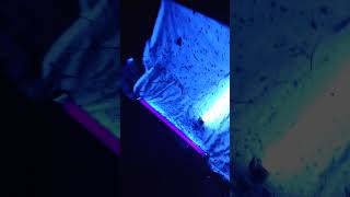 Using UV lights to trap bugs insect ants [upl. by Gilcrest]