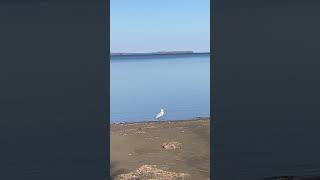 Seagull vs Crab [upl. by Beauvais]