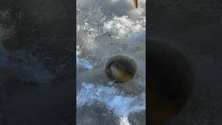 Ice fishing big walleye Shallow water walleyes 🔥 fishing icefish icefishing walleye [upl. by Anilos]