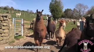 Llama and Alpaca Stampede [upl. by Dowling]