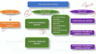 THE AXILLARY ARTERY PARTS BRANCHES [upl. by Jerrylee]