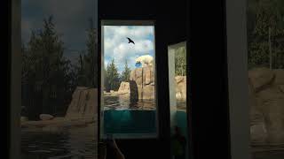 Toledo zoo polar bears [upl. by Neoma]