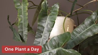 Philodendron billietiae Houseplant Care — 277 of 365 [upl. by Ycnaf]