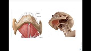 Mylohyoid muscle [upl. by Enidanreb253]