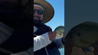 I Caught This Bluegill at Echo Bay Lake Mead panfish EchoBay bluegill bluegillwarrior [upl. by Analart]