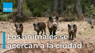 El CAMBIO CLIMÁTICO y la pérdida de ECOSISTEMAS están acercando a los animales a las CIUDADES 🏙️🐻 [upl. by Nhguahs423]