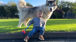 Baby Boy Loves To Play Ball With Giant Husky [upl. by Lyrpa]