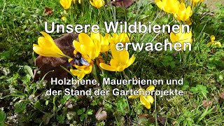 Unsere Wildbienen erwachen [upl. by Medovich308]