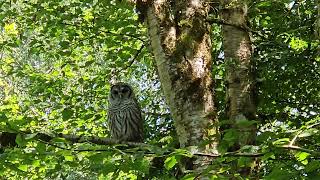 Barred Owl Encounter  Campbell Valley Regional Park [upl. by Krik]