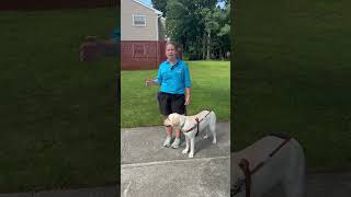 How do guide dogs lead their handlers around obstacles guidedog servicedog blind lowvision [upl. by Gridley]