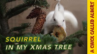 Helping a blind white squirrel find it’s way home for Christmas [upl. by Adlesirhc]