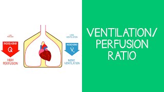 33 Respiratory Ventilationperfusion VQ ratio [upl. by Yrak779]