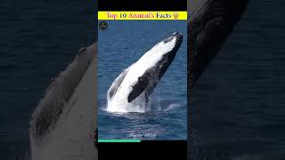 Top 10 Animals Facts shorts [upl. by Brendin728]