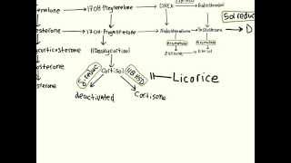 Steroid Hormone Biosynthesis [upl. by Maisey]