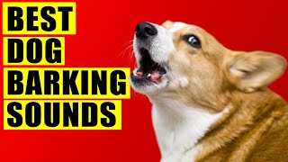 Dogs Barking Sounds Compilation See How Your Dog REACTS 15 Breeds Loud Dog Barking Sound Effect [upl. by Katinka998]