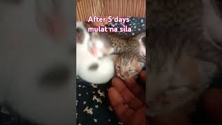 Mulat na shortvideo cat kitten [upl. by Almund]